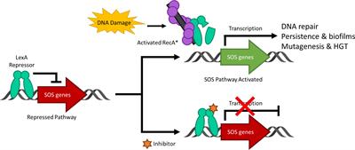 Integration of molecular modelling and in vitro studies to inhibit LexA proteolysis